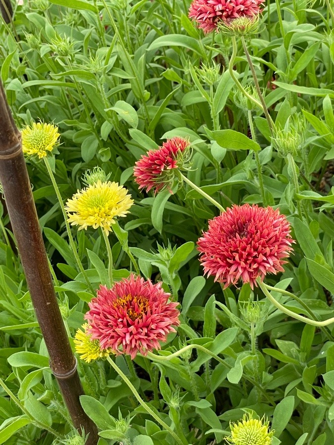 駅前花壇🌼