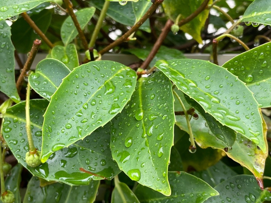 雨の宝石箱や〜笑🥰