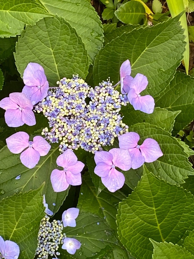 千歳山⛰周りの花🌸🎶