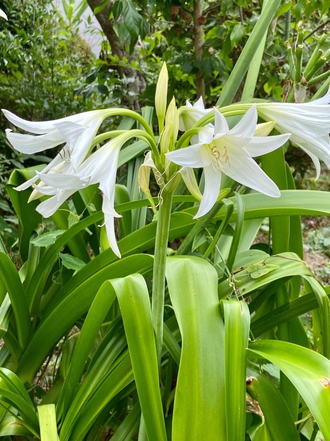 庭に咲く花