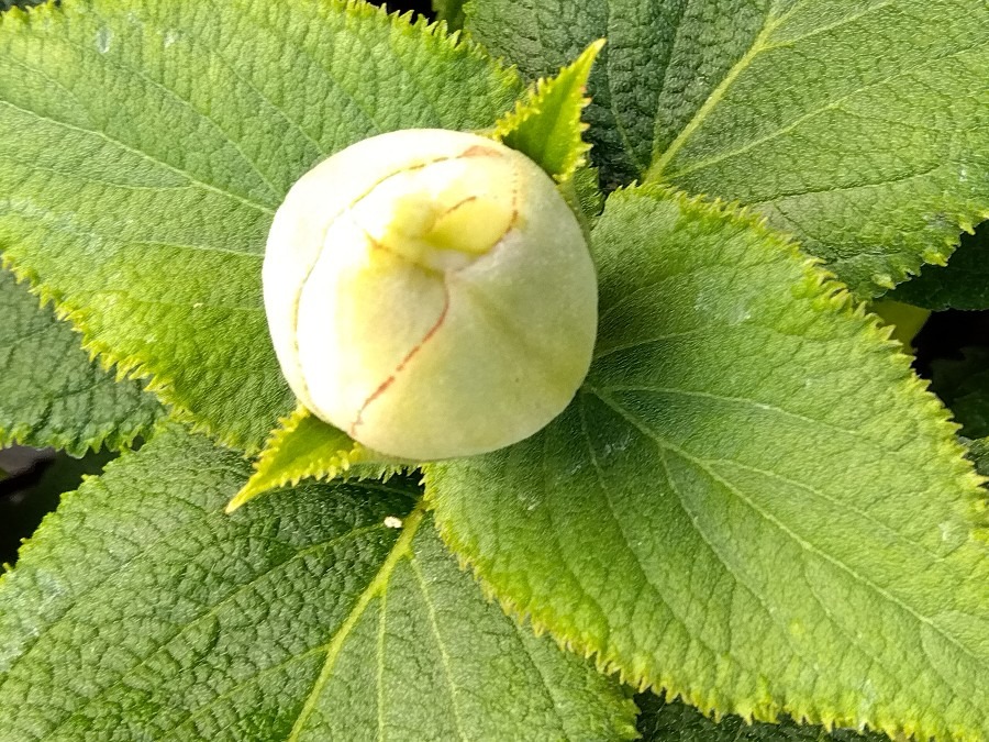 蕾が丸い紫陽花🤍①