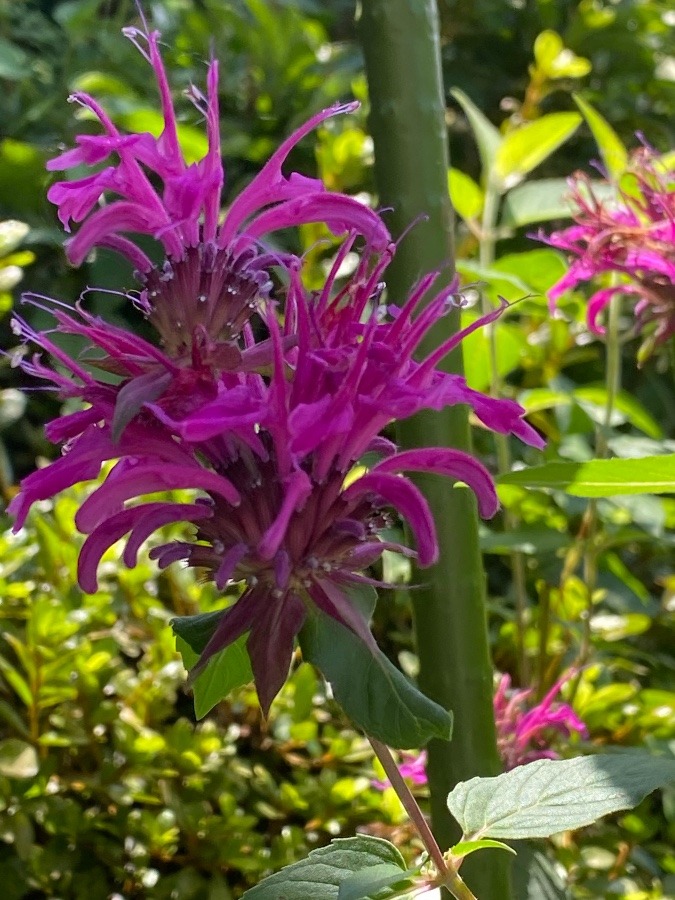 花の中から花？