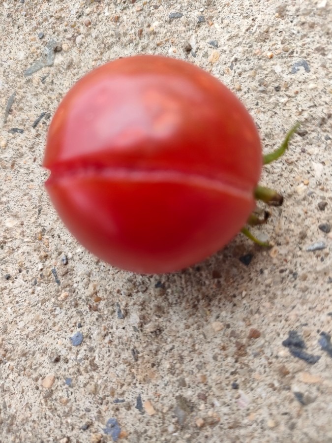 真っ赤なトマトが割れませんか?