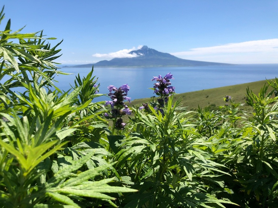 礼文島から