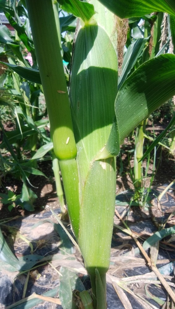 トウモロコシ🌽です！