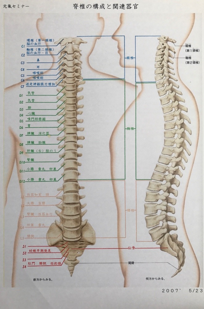 ✨背骨と関連の器官✨