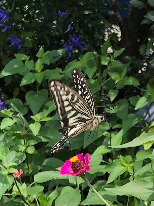 あんまりにも綺麗だったから🦋