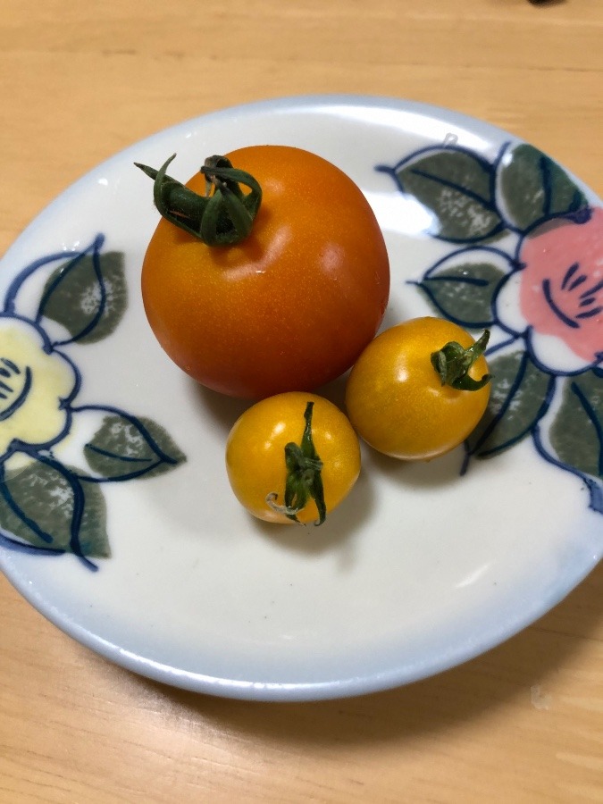 うちのお庭で初穫れ🍅👍