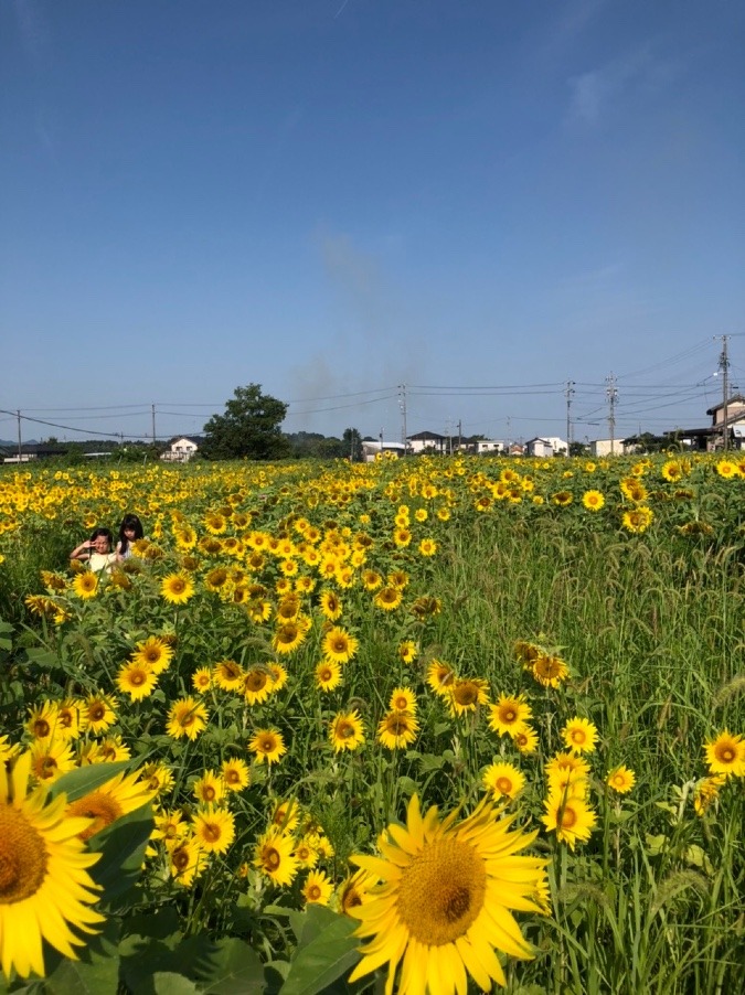 まぶしい🌻