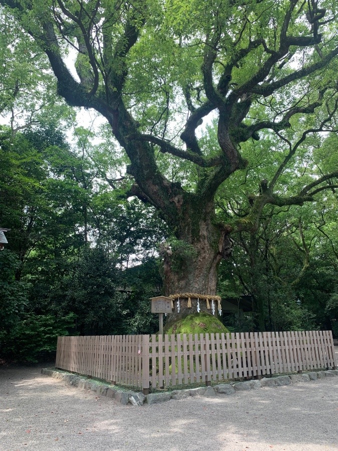 熱田神宮の中にある木