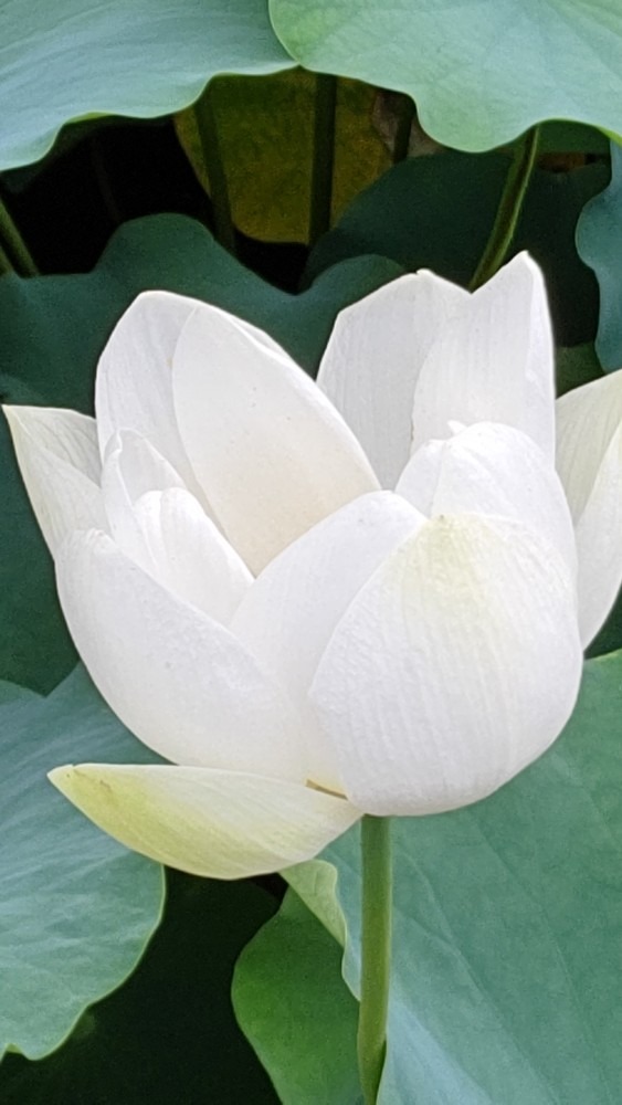 蓮の白い花②❣️