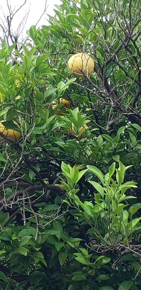 こんな所に夏みかん‼️