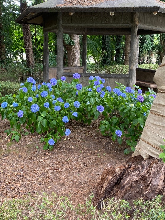 霞城公園の花🌸②