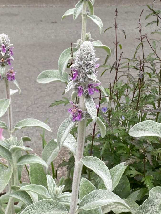 ハーブ　ラムズイヤー🎶🌸①