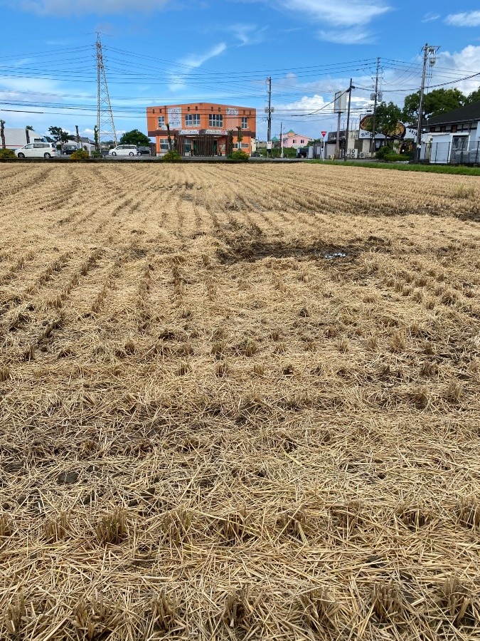 いつもの田んぼ