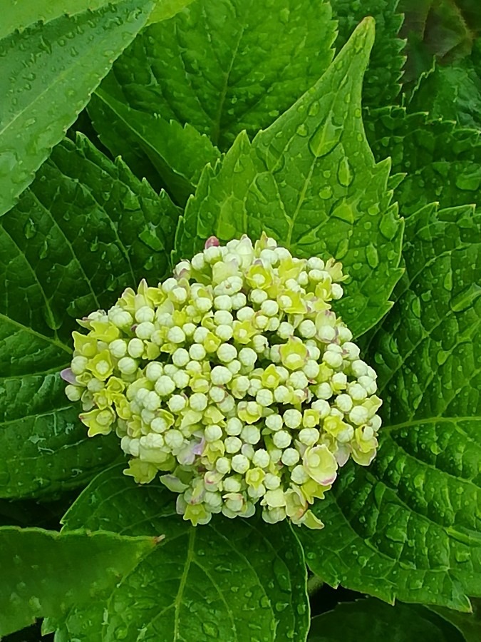 赤ちゃん紫陽花