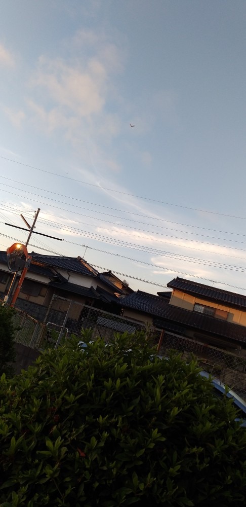 朝の風景　鳥と怪獣くも