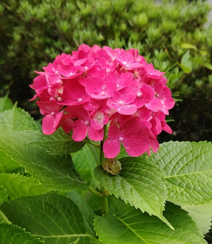 カエルさん 紫陽花の日傘 いいね♪