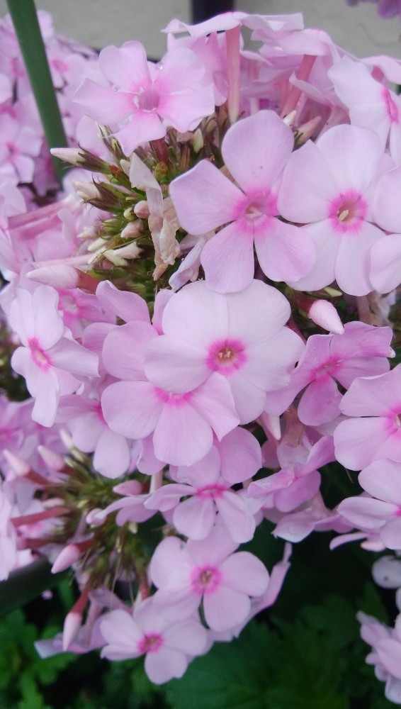 アジサイの、お花です！