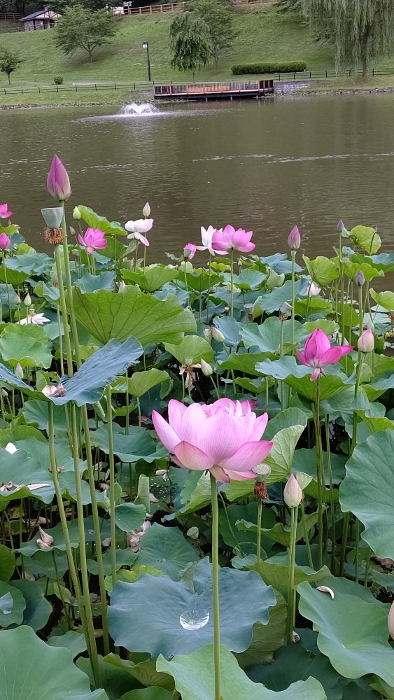 いつの間にか満開の蓮の花①❣️