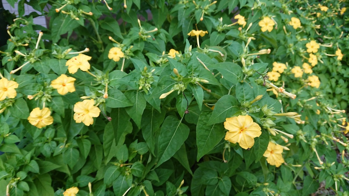 黄色の花が綺麗です🌻