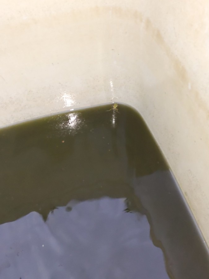 小さなアマガエル