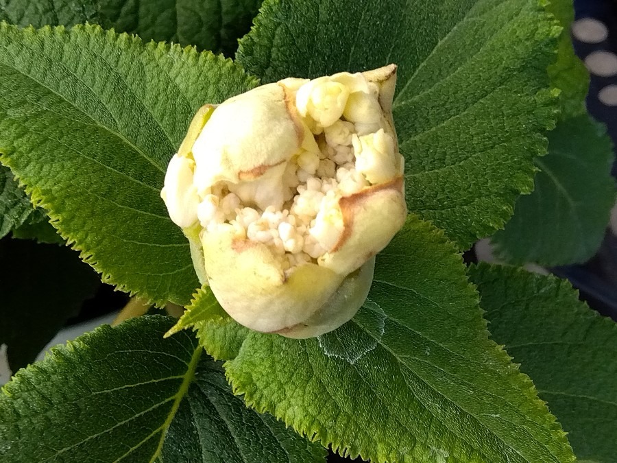 蕾が丸い紫陽花🤍②