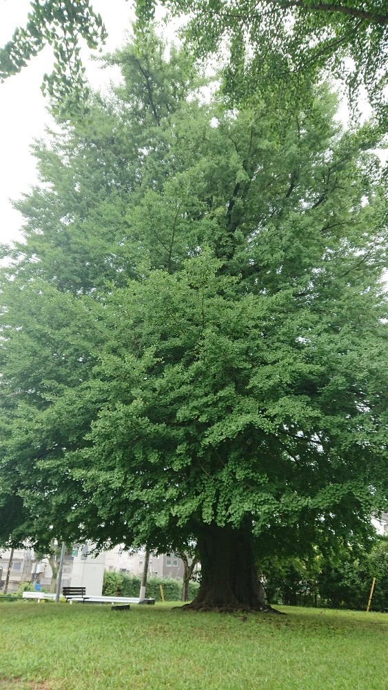 見上げてみる〜🌳