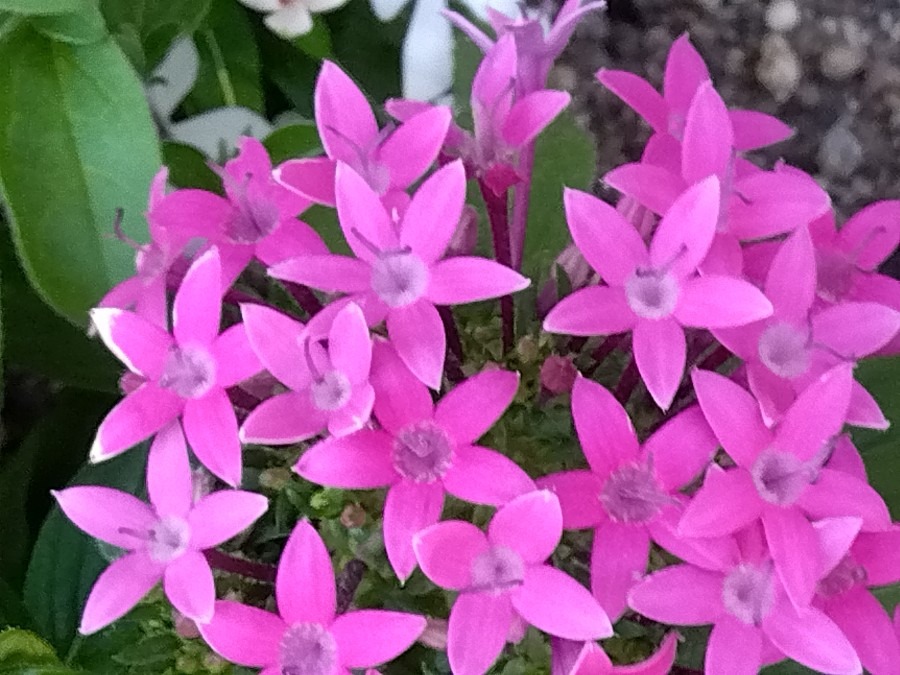 かわいいピンク色の花💞