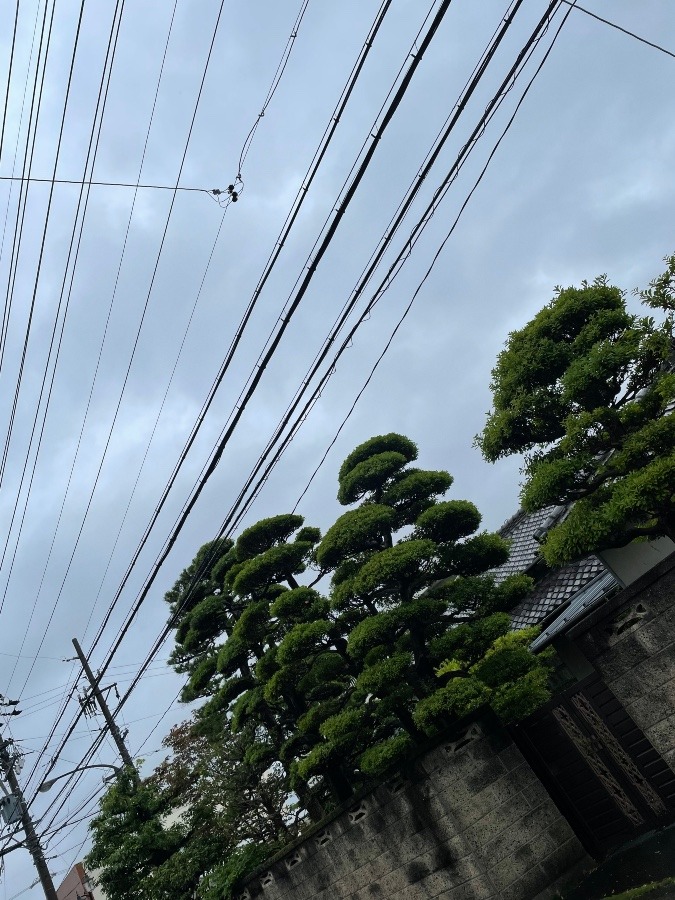 今日も雨です