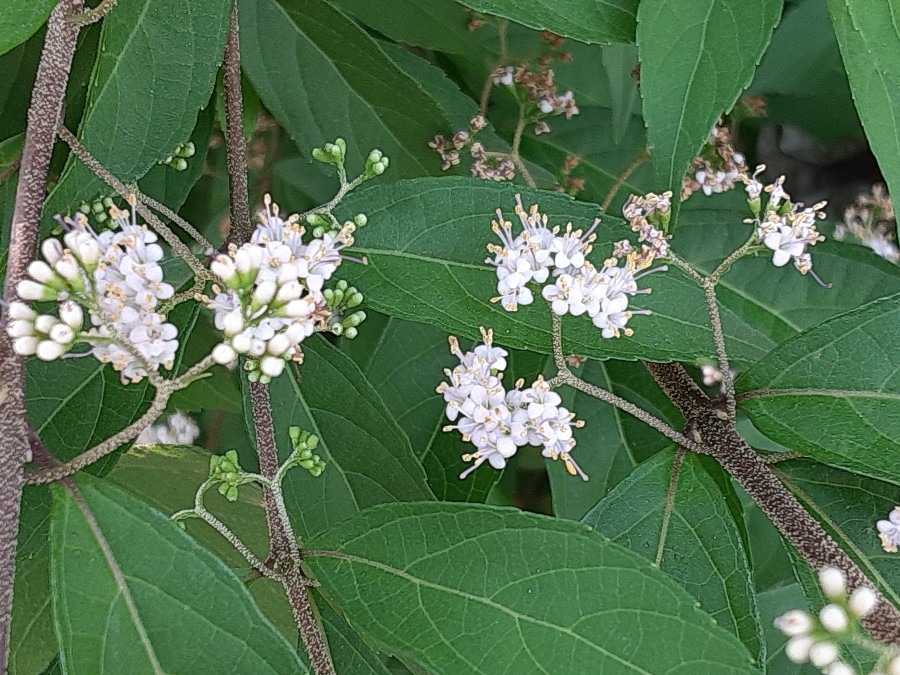 我が家の花(ムラサキシキブ🌼)