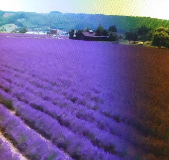 富良野  ラベンダー畑