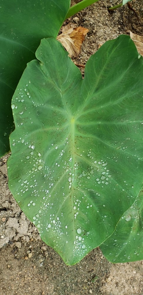 里芋の葉っぱ🌱