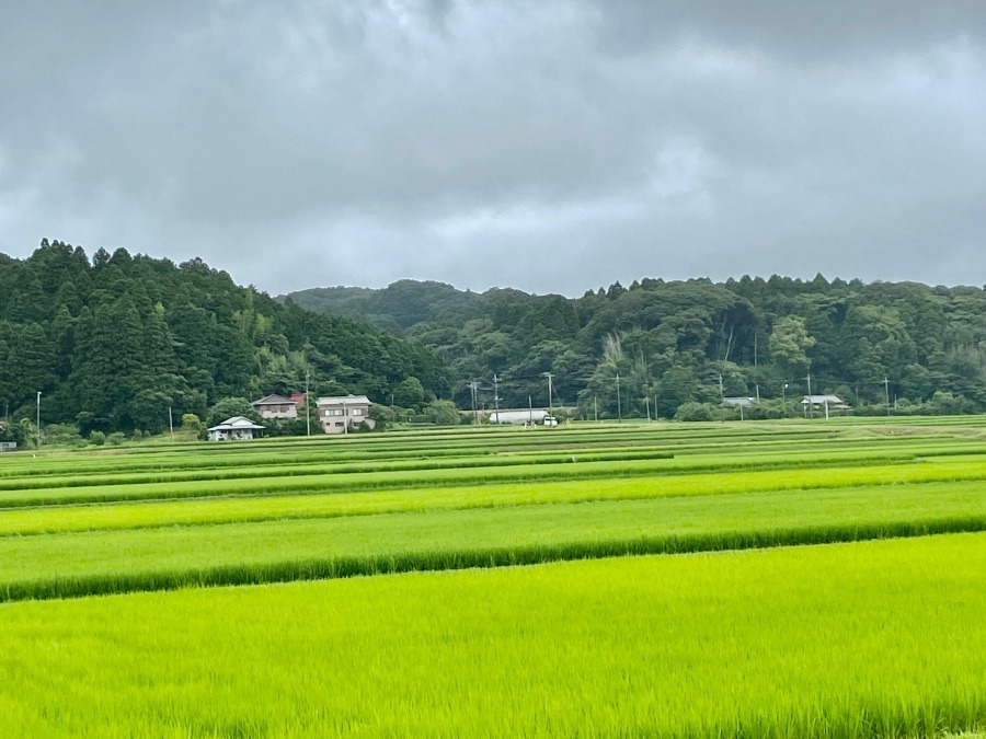 千葉の田園風景