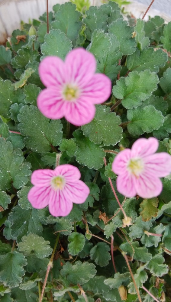 ３輪の、かわいい、お花です！