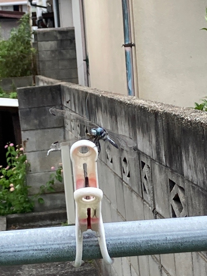 こんな所にトンボ