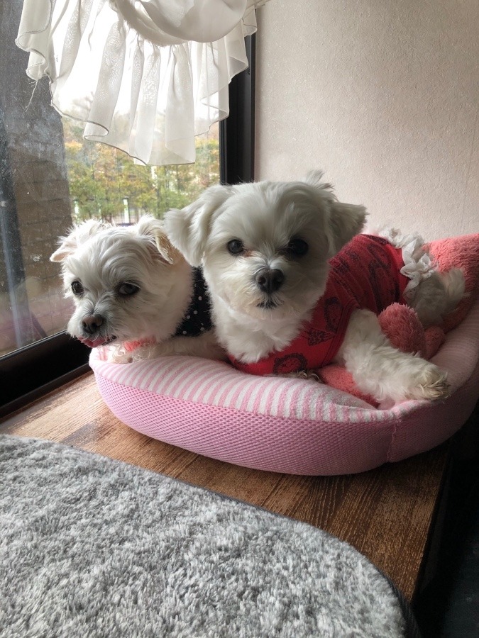 そら&小太郎です
