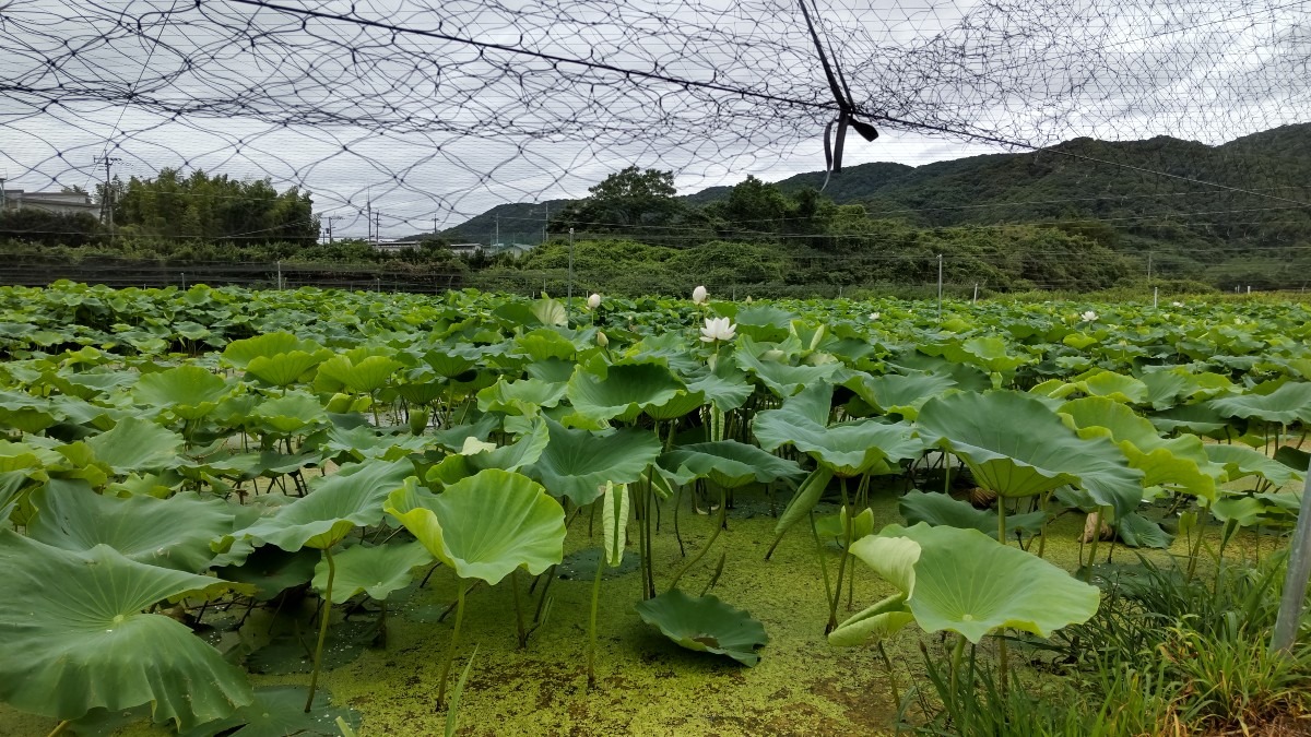 蓮根畑