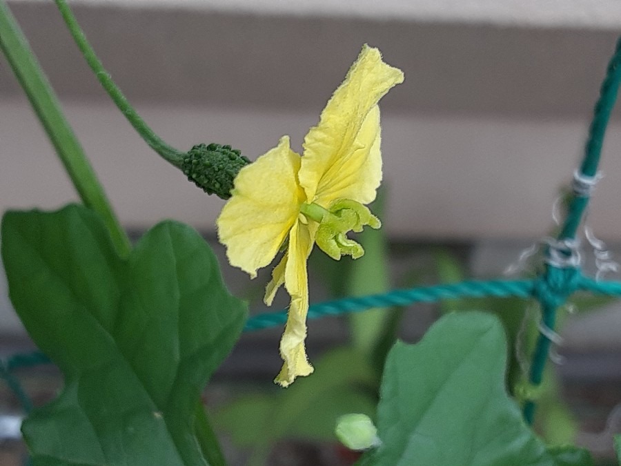 家庭菜園の花(ゴーヤ🌼)