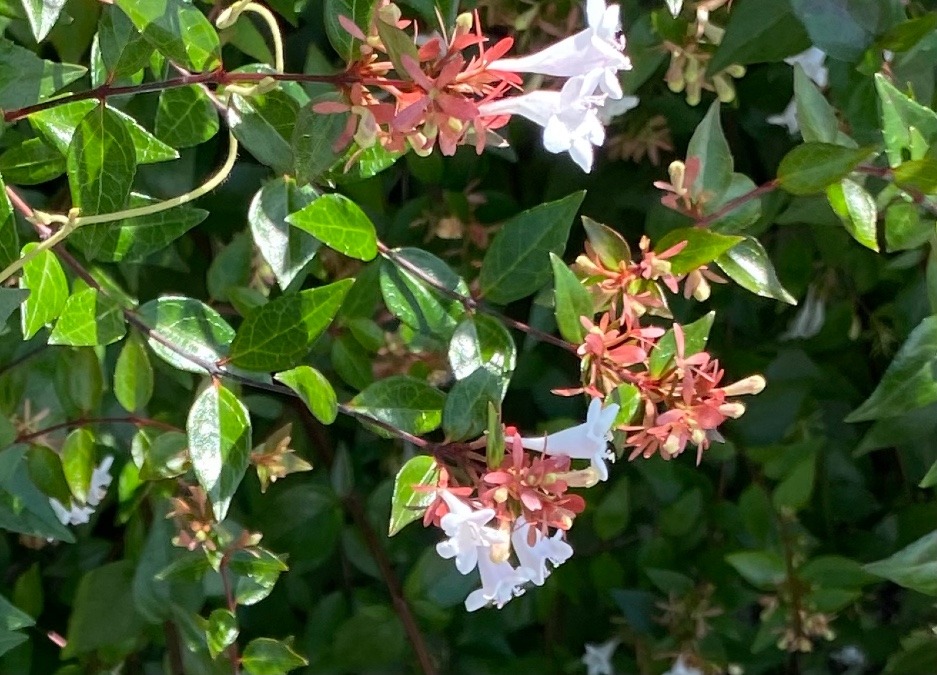 花倶楽部　アベリア