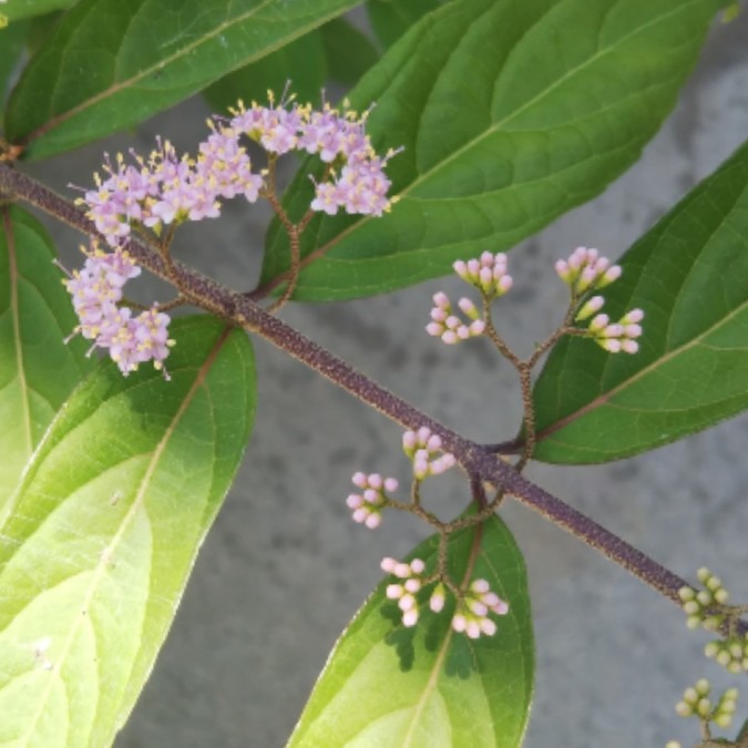 コムラサキの花？💜🌿