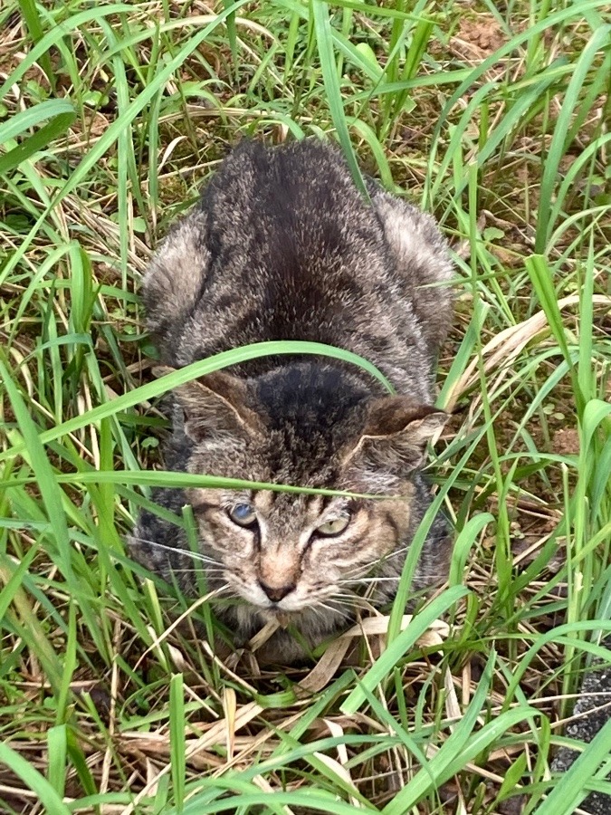 我が家の玄関猫🐱寅ちゃん💞