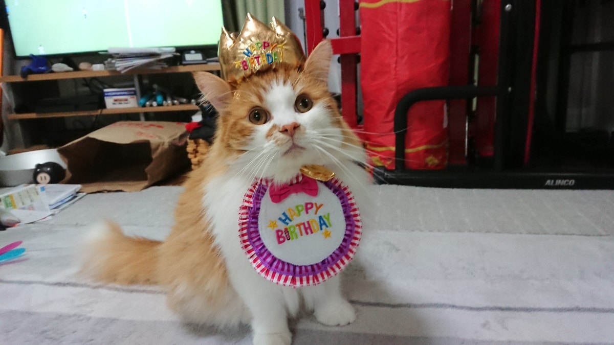 お誕生日ニャン😺✨