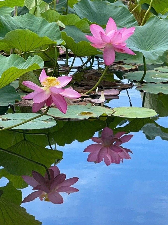 蓮の花のその後