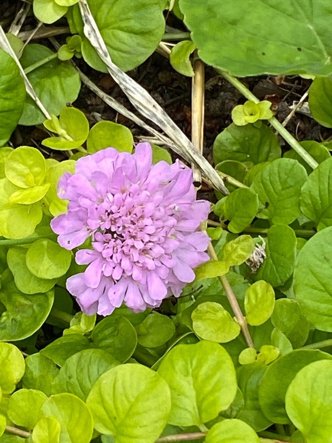 霞城公園の花🌸④