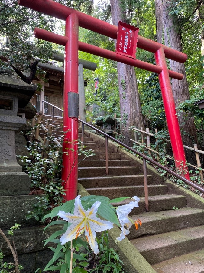 ヤマユリと赤い鳥居⛩🎶