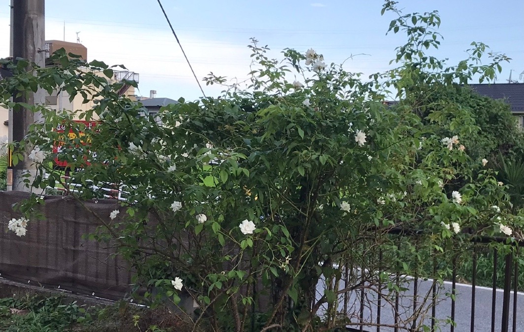 自宅の白薔薇 ⑦