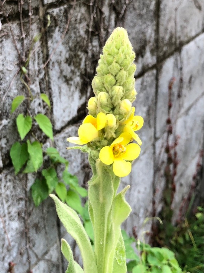 夏美人🌼