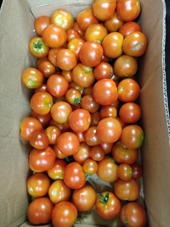 大量トマト