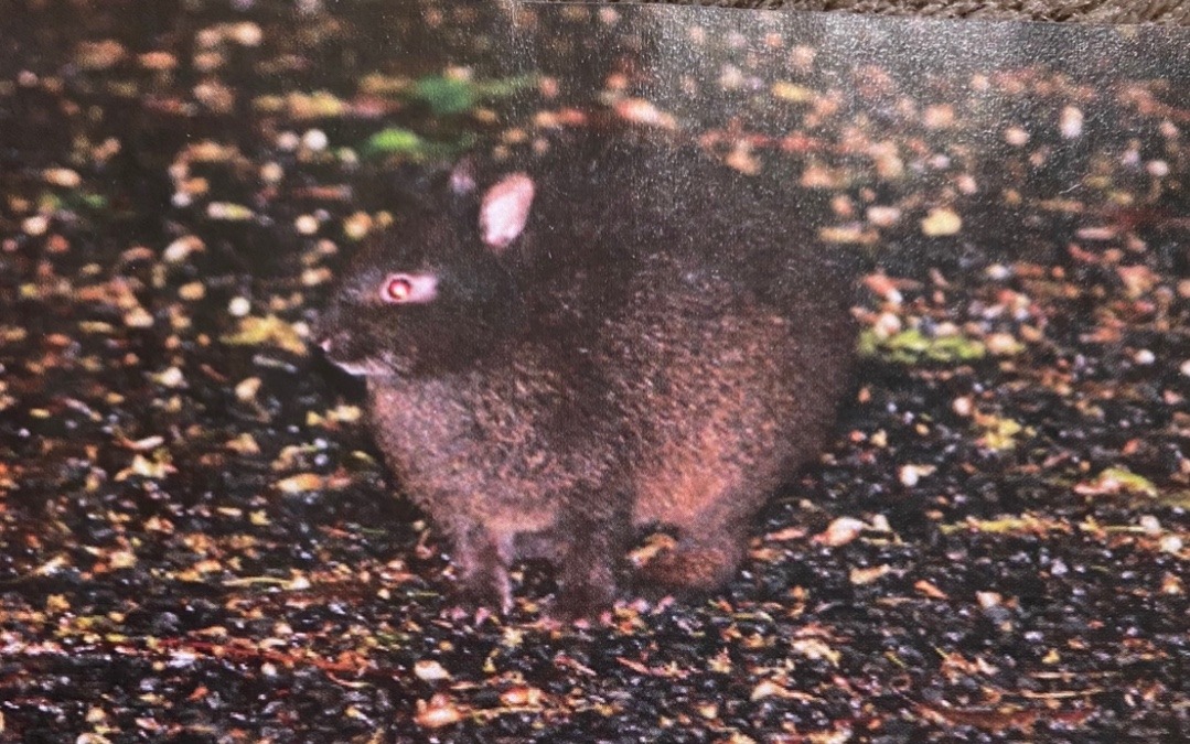 アマミノ🐰クロウサギ